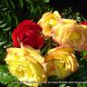 Summer Garden 2